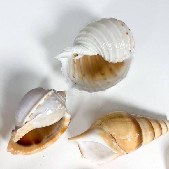 Lot of 10 Sea Shells - Various shapes and sizes - Picture 8 of 12